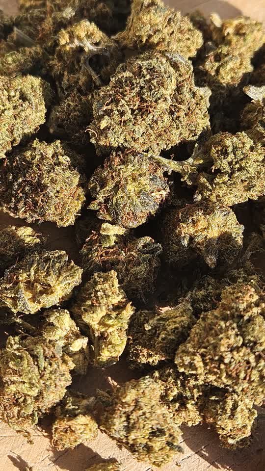 Fleur CBD Oasis Kush RVLT