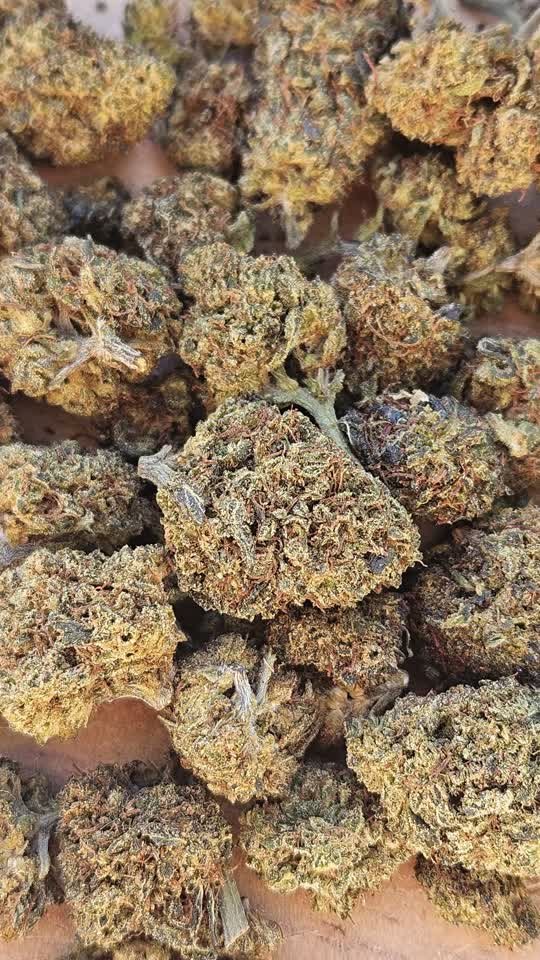 Fleur CBD Oasis Kush RVLT (3)