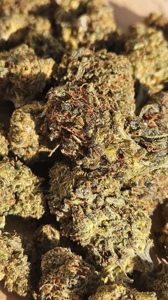 Oasis Kush